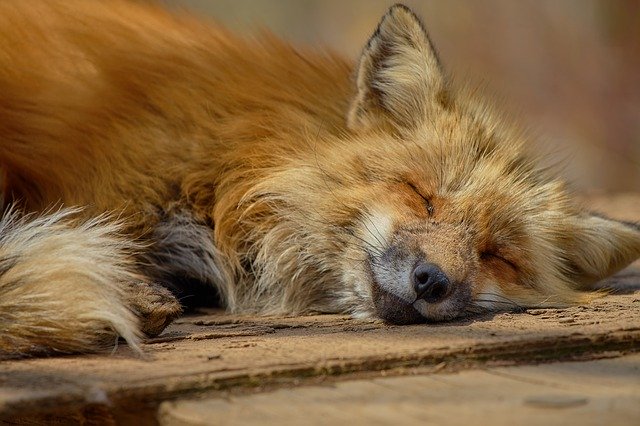 成功者の睡眠時間が短い理由